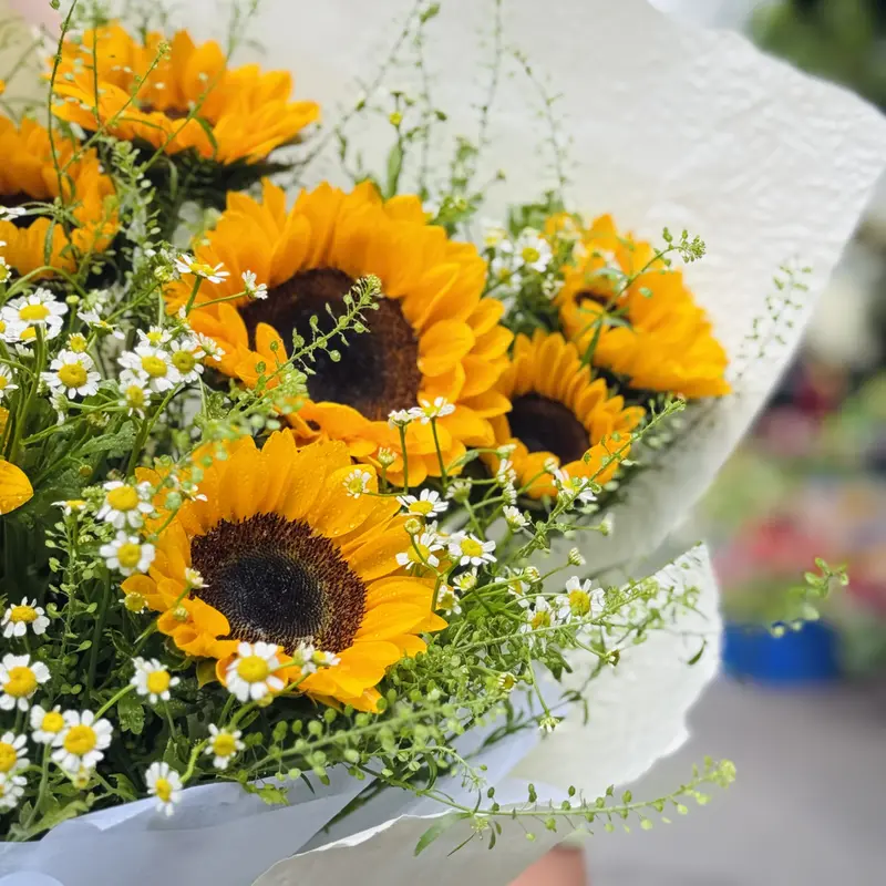 Hoa Bó Hướng mặt trời – ảnh 4