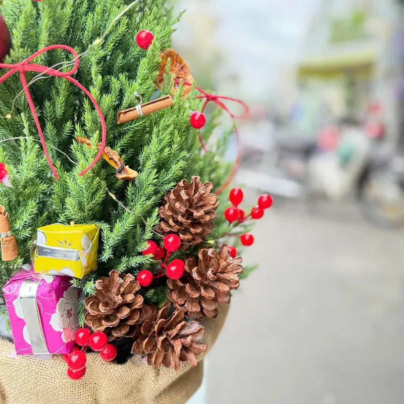Thông Noel – ảnh 2