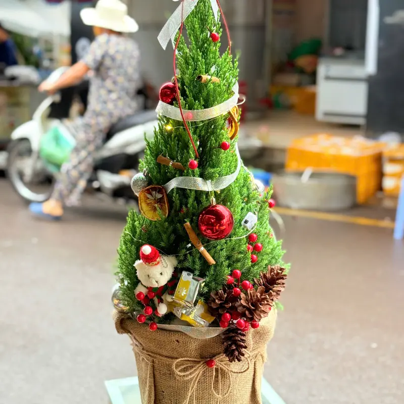 Thông Noel – ảnh 1