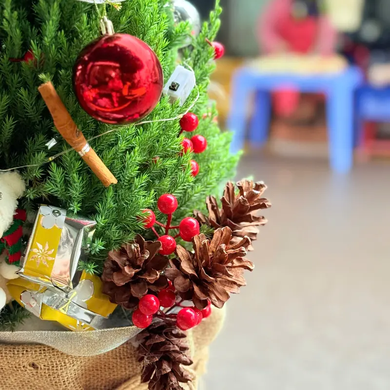 Thông Noel – ảnh 2