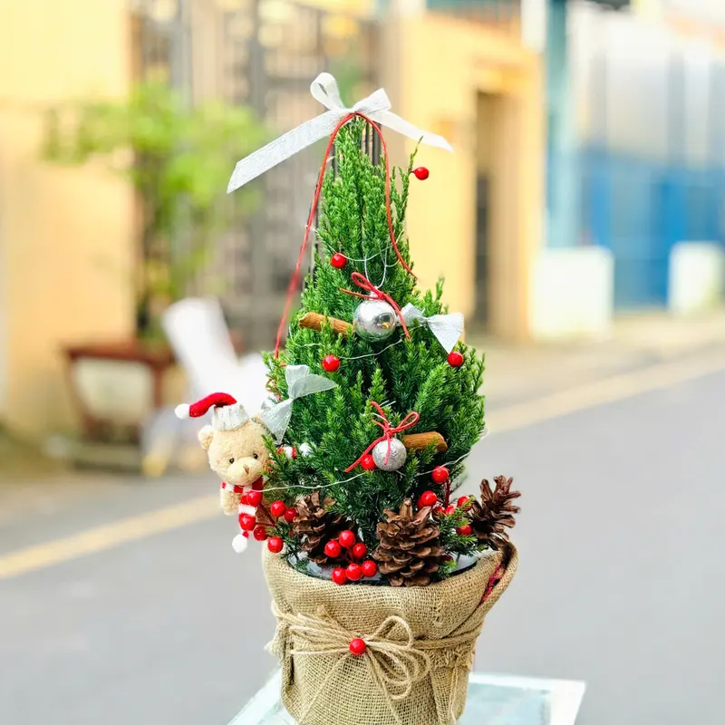 Thông Noel – ảnh 1
