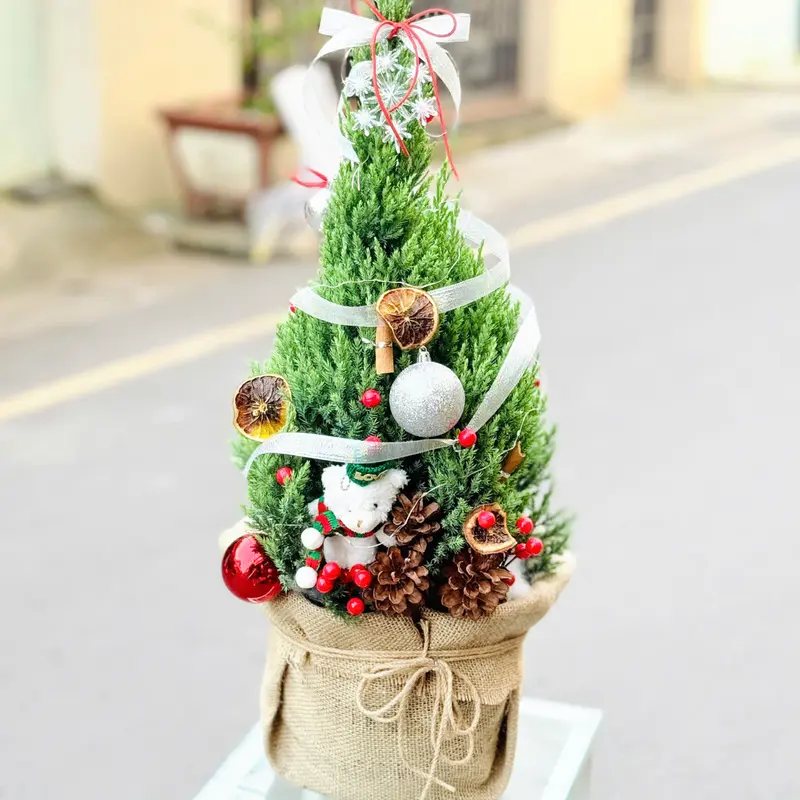 Thông Noel – ảnh 1