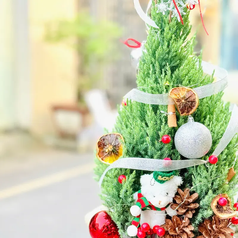 Thông Noel – ảnh 3