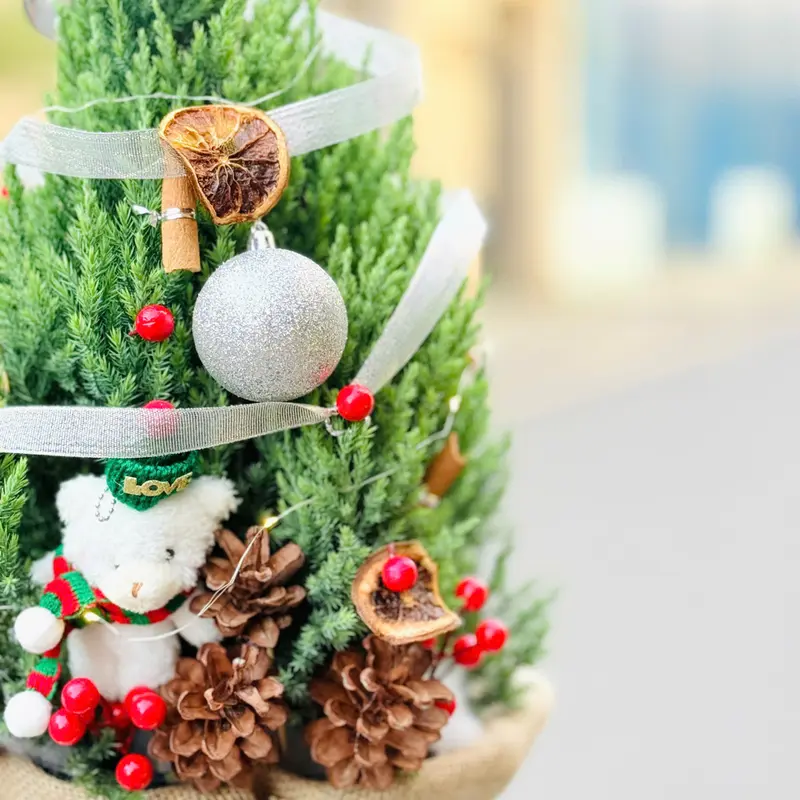 Thông Noel – ảnh 2