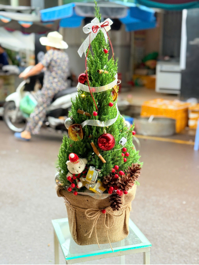 Thông Noel_HV_T_002