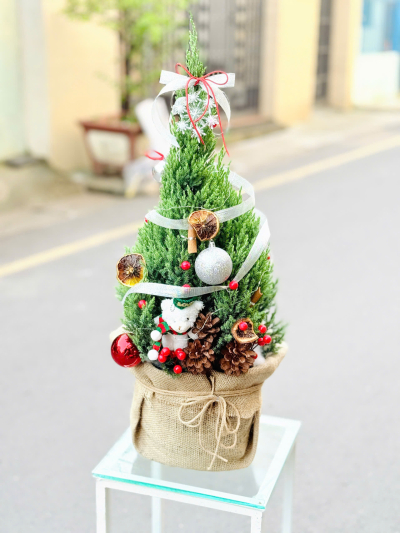 Thông Noel_HV_T_005