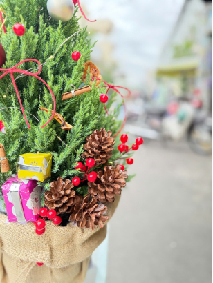 Thông Noel_HV_T_001