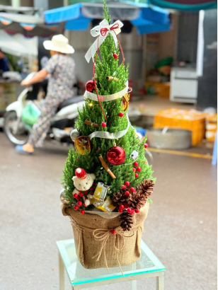 Thông Noel_HV_T_002