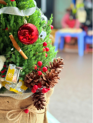 Thông Noel_HV_T_002