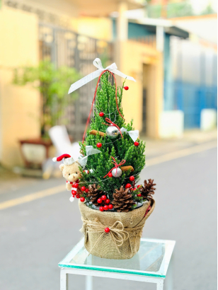 Thông Noel_HV_T_001