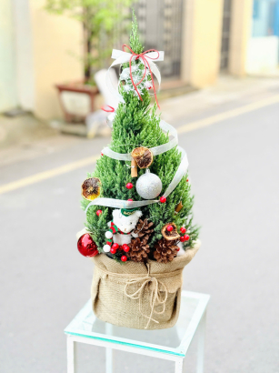 Thông Noel_HV_T_005