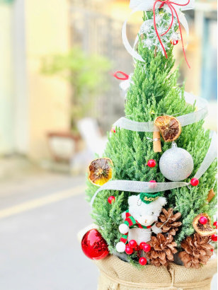 Thông Noel_HV_T_005